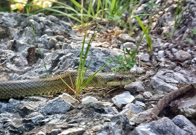 Allarme per un serpente - Intervento di Carabinieri e Protezione Civile.