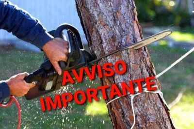 Abbattimento esemplari arborei di grandi dimensioni.