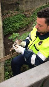 Salvato dalla Protezione Civile un gattino  caduto in un canale
