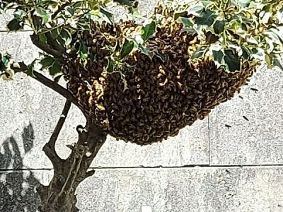 Sciamatura di un alveare intervento congiunto della Protezione Civile