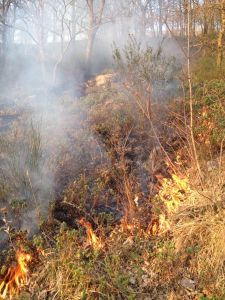 Incendio al Parco naturale Diecimare - Intervento della Protezione Civile.